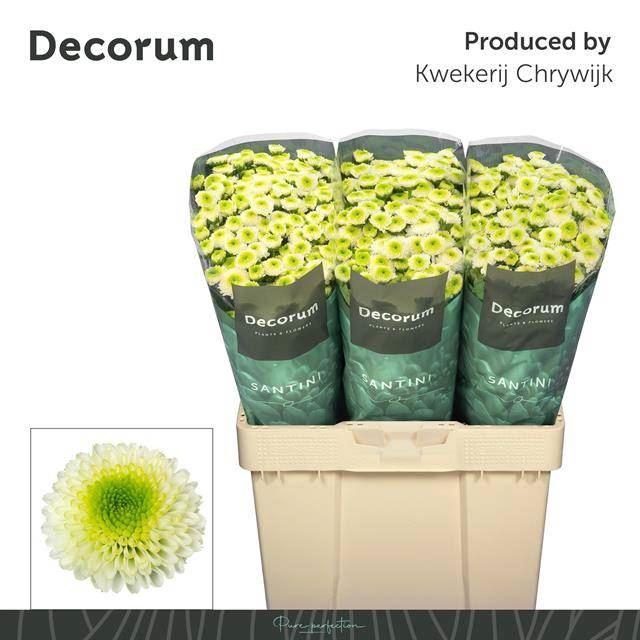 <h4>CHR SAN MAVERICK</h4>