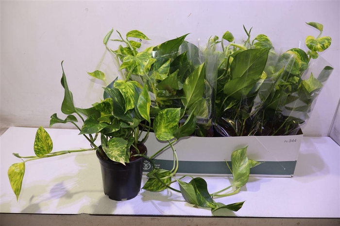 <h4>arr8 Epipr Aureum</h4>