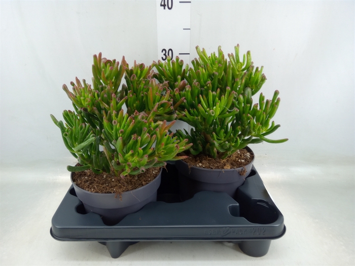 <h4>Crassula ovata 'Gollum'</h4>