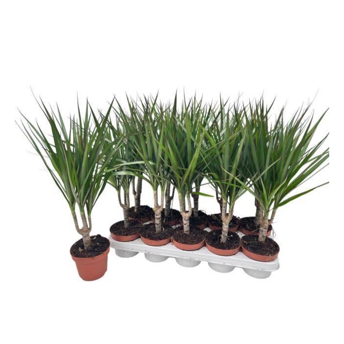 <h4>DRA MARGINATA</h4>