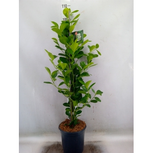 Ficus microcarpa 'Moclame'