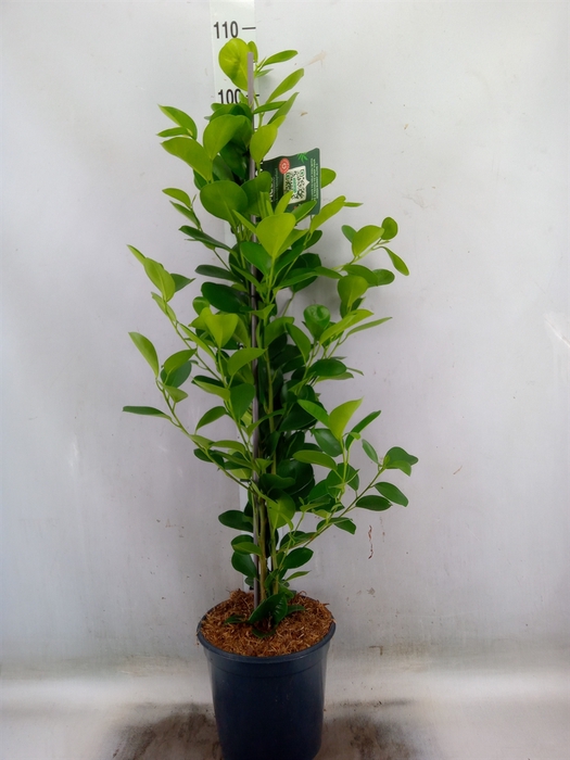 <h4>Ficus microcarpa 'Moclame'</h4>