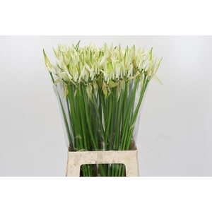 Nerine Like A Virgin