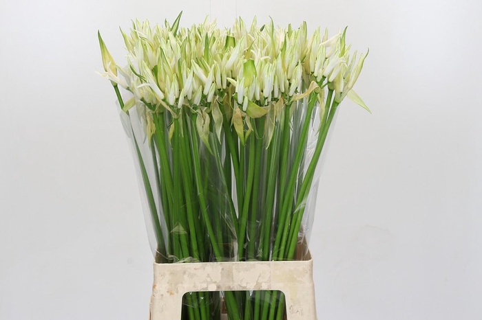 <h4>Nerine Like a Virgin</h4>