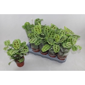 MARANTA FIESTA