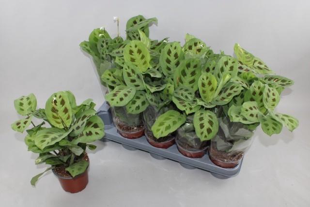 <h4>MARANTA FIESTA</h4>
