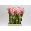 Zantedeschia Eydolls Pink