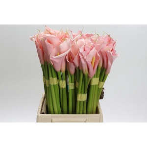 Zantedeschia Eydolls Pink