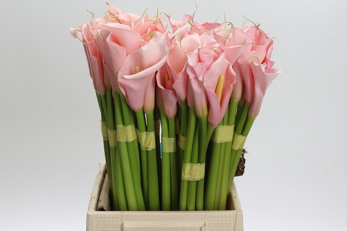 <h4>Zantedeschia Eydolls Pink</h4>