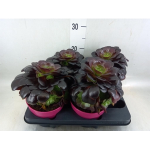 Aeonium arboreum 'Velours'