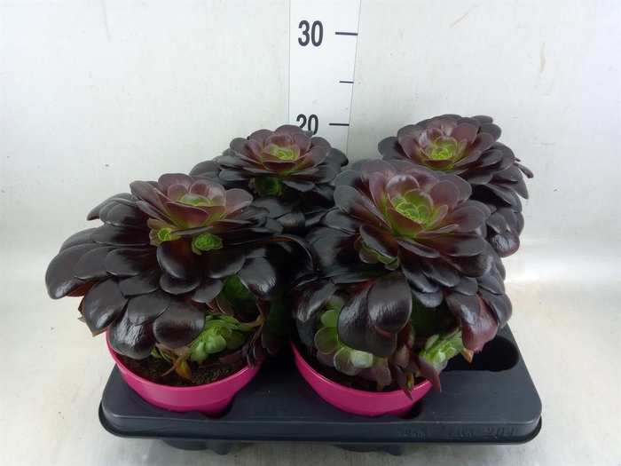 <h4>Aeonium arboreum 'Velours'</h4>