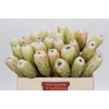 Protea Grandicolor