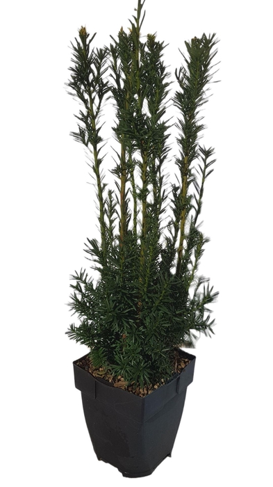 <h4>Taxus media Hicksii</h4>