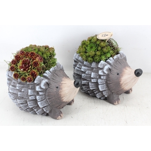 arr4 Semp PL - Ker. egel x3