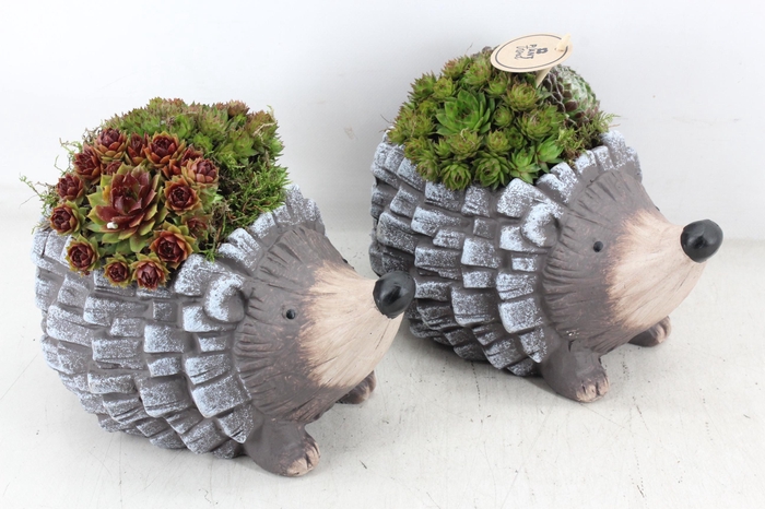 <h4>arr4 Semp PL - Ker. egel x3</h4>