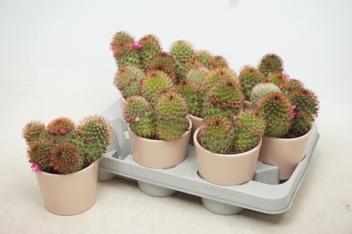 <h4>MAMM BACKEB ERNESTII</h4>