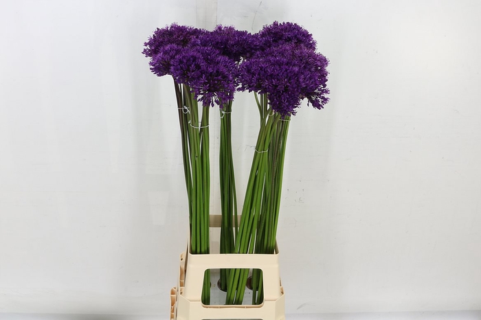 <h4>Allium Purple Sens</h4>