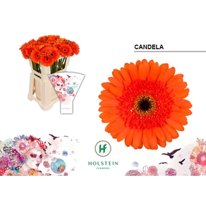 Gerbera Candela Water