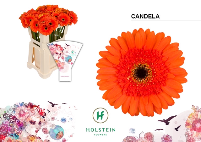 <h4>Gerbera Candela Water</h4>