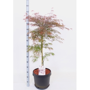 ACER PA FIRECRACKER