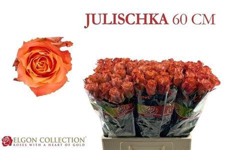 <h4>R Gr Julischka</h4>