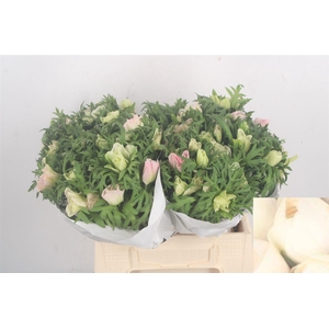 Anemone Mistral Light Pink