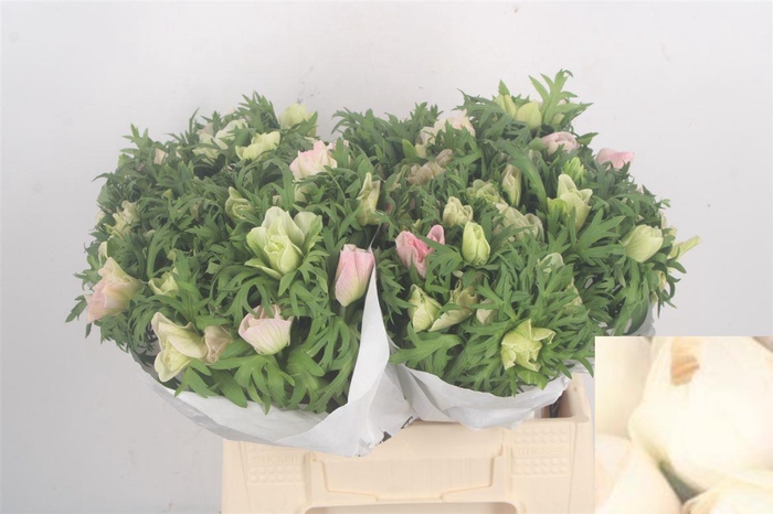<h4>Anemone Mistral Light Pink</h4>