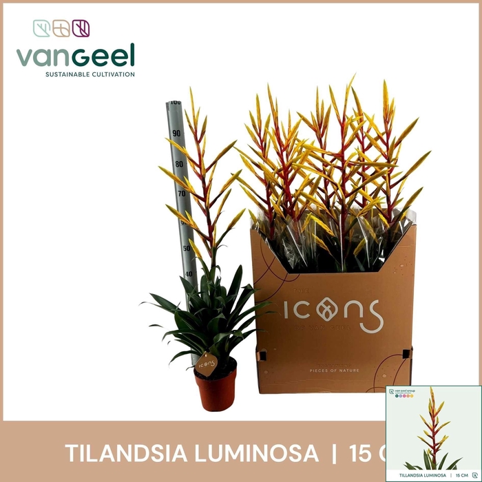 <h4>TILL LUMINOSA</h4>