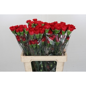 Dianthus St Turbo