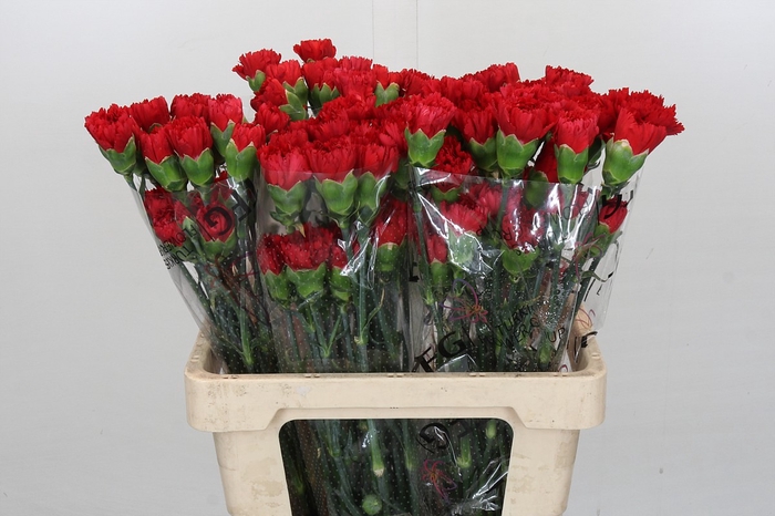 <h4>Dianthus St Turbo</h4>