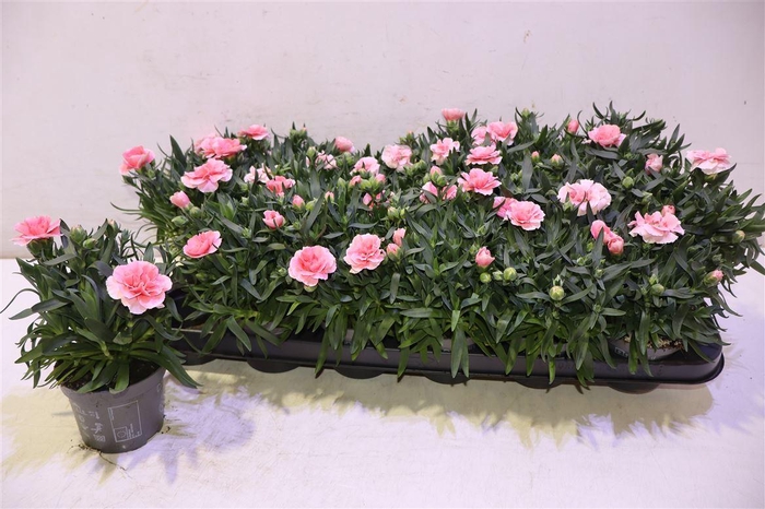 <h4>arr8 Dian Osc Pink</h4>