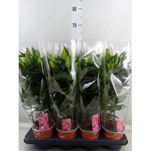 Lilium ori.  'After Eight'