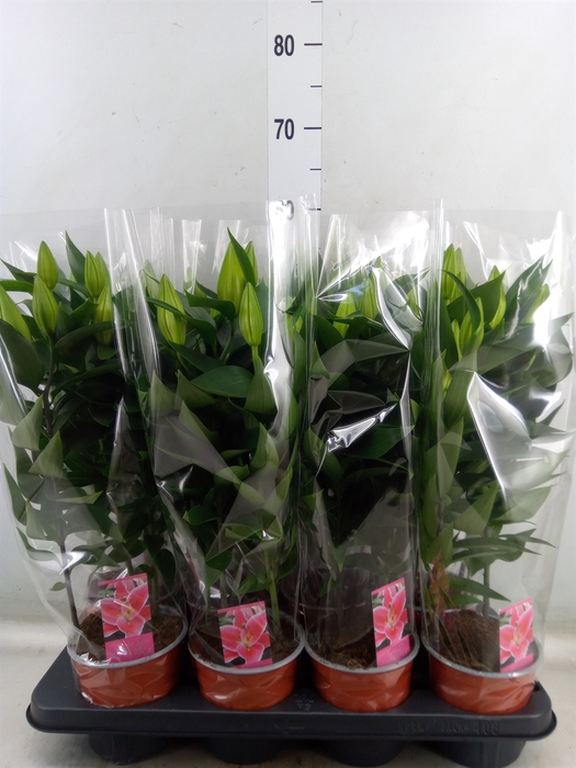 <h4>Lilium ori.  'After Eight'</h4>