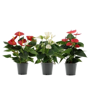 Anthurium 3 color mix in transparant sleeve