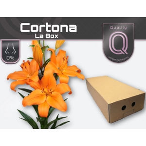 LI LA CORTONA LA BOX 4+