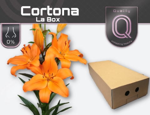LI LA CORTONA LA BOX 4+