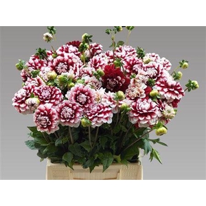 Dahlia Checkers