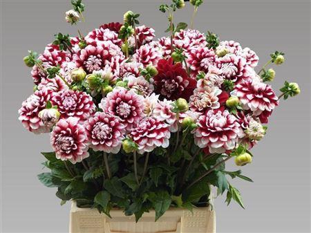 <h4>Dahlia Checkers</h4>