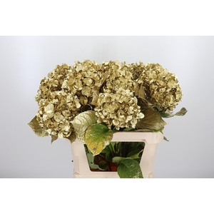 Hydrangea Kl Bh Goud