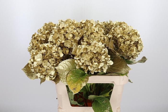 <h4>Hydrangea Kl Bh Goud</h4>