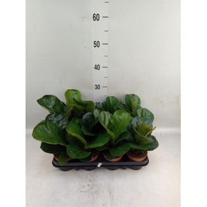 Ficus lyrata 'Bambino'