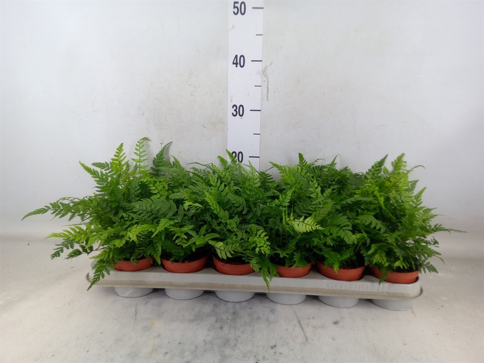 <h4>Athyrium   ...</h4>