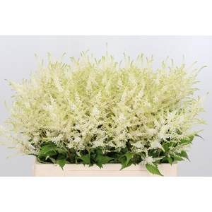 Astilbe Washingthon
