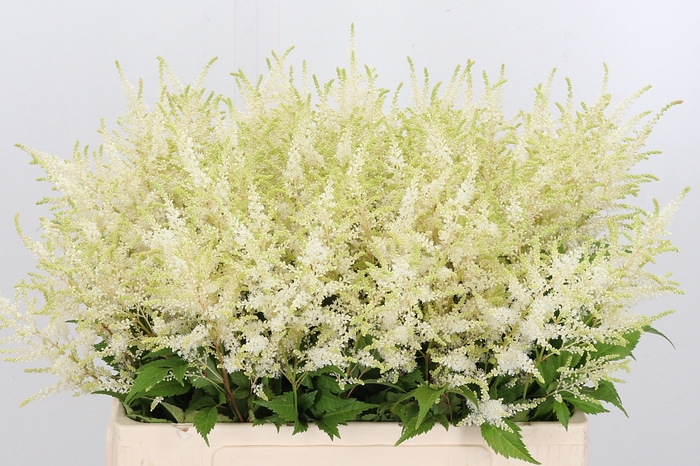 <h4>Astilbe Washingthon</h4>