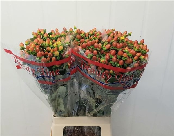 <h4>HYP GLOBO CORAL</h4>