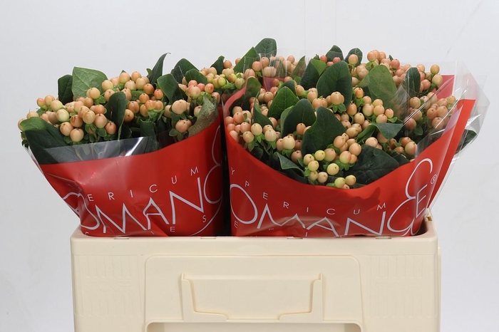 Hypericum Mellow Romance