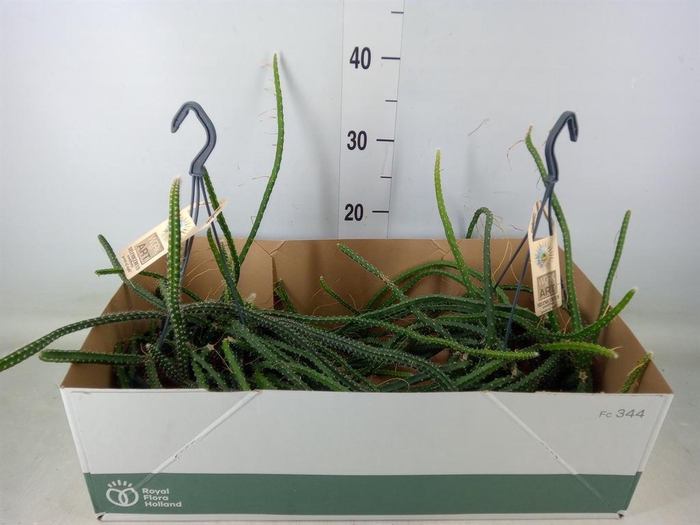 <h4>Epiphyllum   ...</h4>