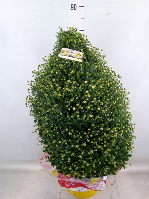 <h4>Chrysanthemum   ..</h4>