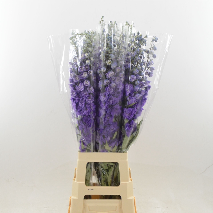<h4>Delphinium DU 'Dev Purple Heart'</h4>