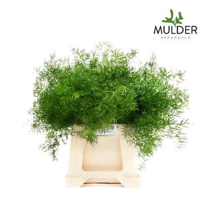 <h4>Asparagus dens. 'Sprengeri'</h4>